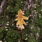 牛魔王捕鱼电玩:畅享刺激捕鱼乐趣,赢取丰厚奖励 5rcf9c8