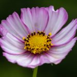 狮子会澳门:如何在这座城市中享受奢华与休闲的完美结合 f54jc7