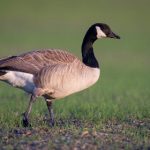 如何在esball线上享受安全可靠的投注服务 thz31huo